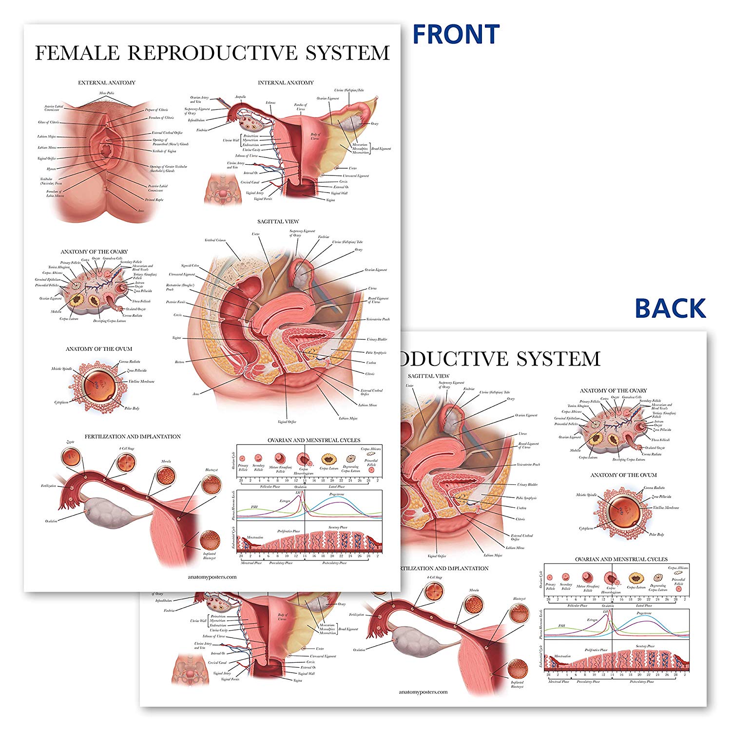 Female Reproductive System Anatomical Chart Palace Learning 0365