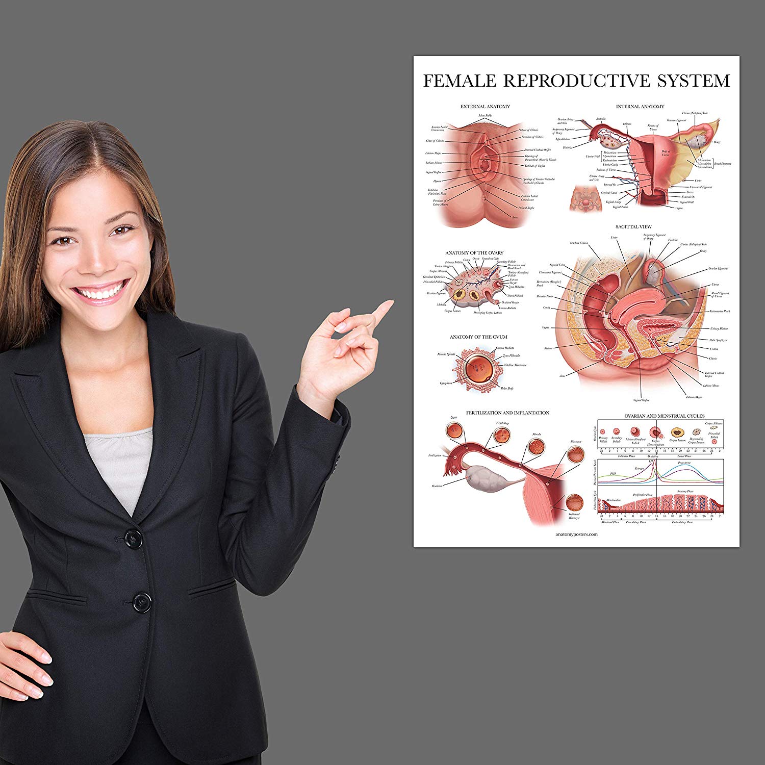 Female Reproductive System Anatomical Chart Palace Learning