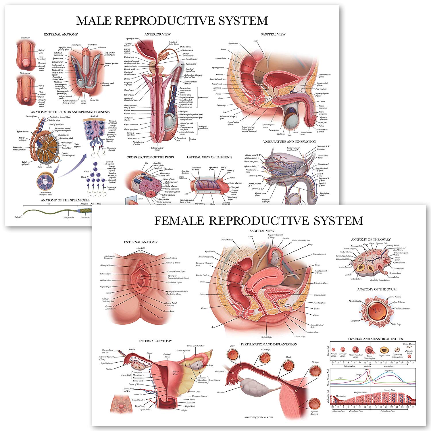 Male & Female Reproductive System Anatomical Charts - Palace Learning