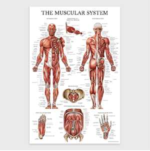 The Muscular System